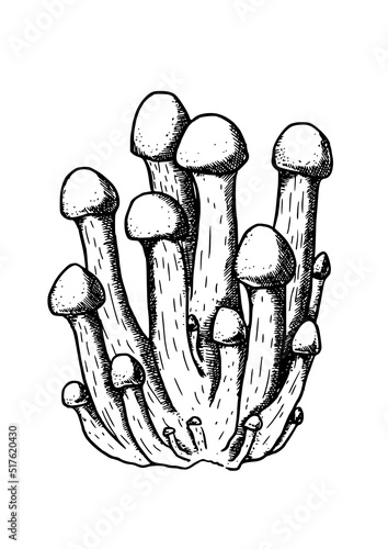 edible mushrooms