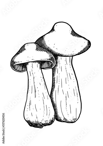 edible mushrooms