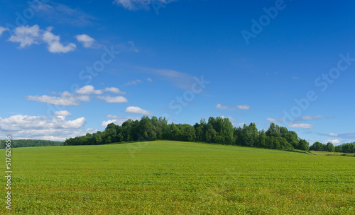 Summer field landscape background. Green meadow with hill, grass, forest and sunny blue sky. 