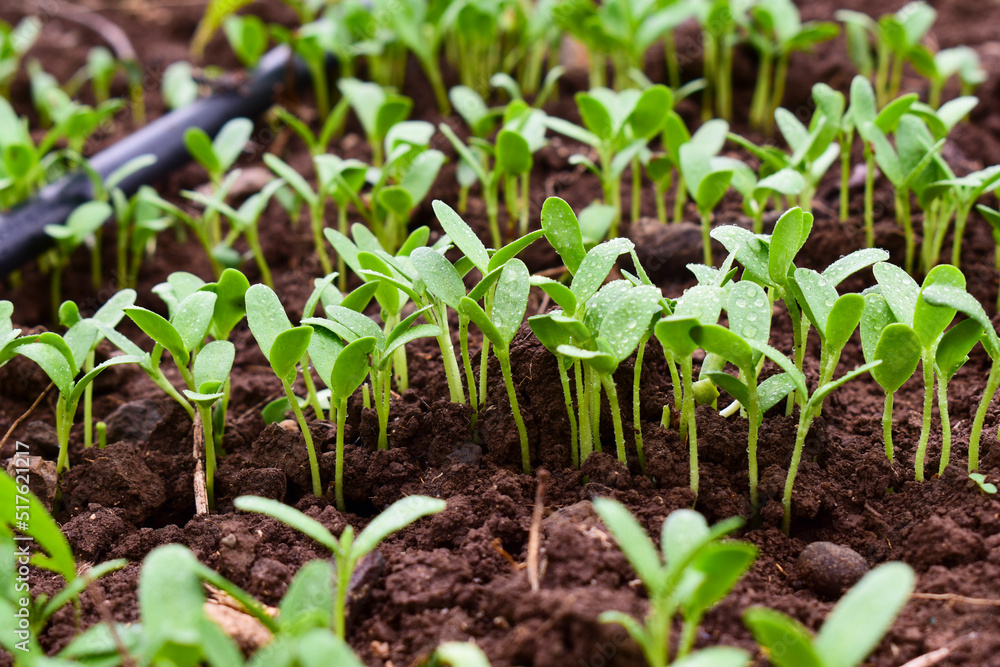 Fenugreek microgreens, Spouting micro green, Trigonella foenum-graecum, sprouted fenugreek seed, micro green, growing Sprouts, green loving concept, organic food Fenugreek microgreens, Spouting micro green, Trigonella foenum-graecum, sprouted fenugreek seed, micro green, growing Sprouts, green loving concept, organic food