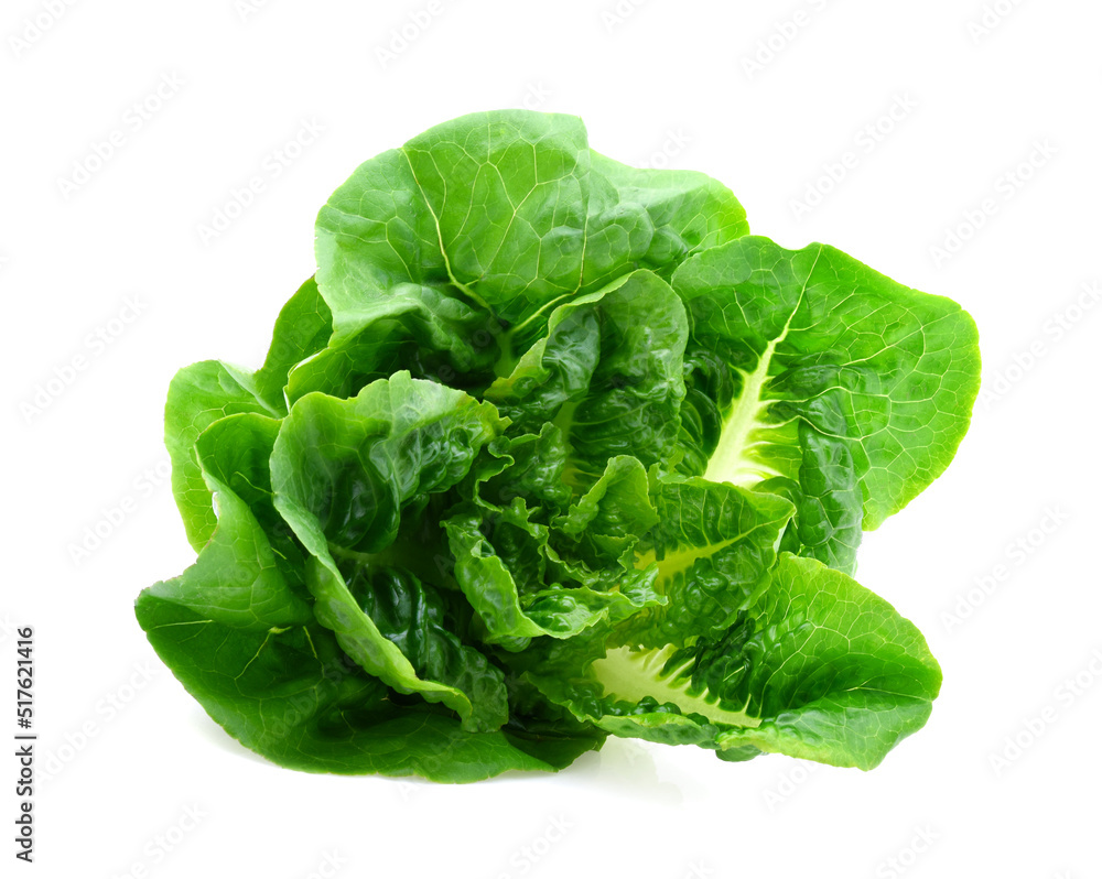 Green butter lettuce vegetable or salad isolated on white background Green butter lettuce vegetable or salad isolated on white background
