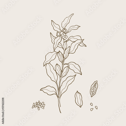 Hand drawn sesame plant illustration