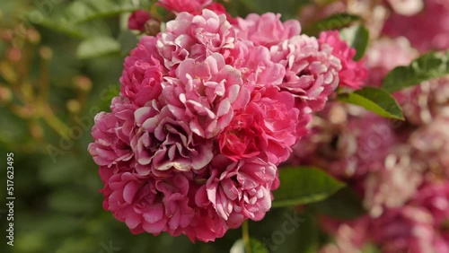 A pink flower sways in the wind in summer