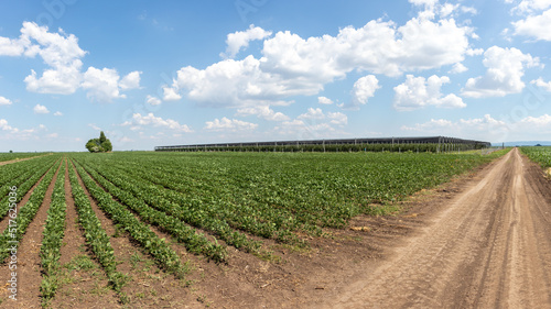 Panorama of soybean field and apple orchard with anti-hail net in June, Serbia