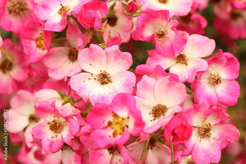 background with small pink rose flowers