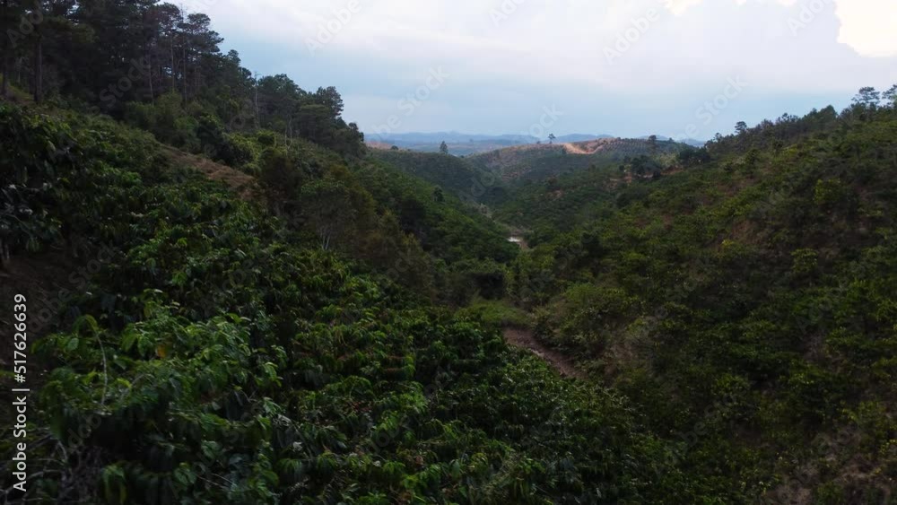 aerial view of coffee farm plantation valley in Asia vietnam ta nang 
