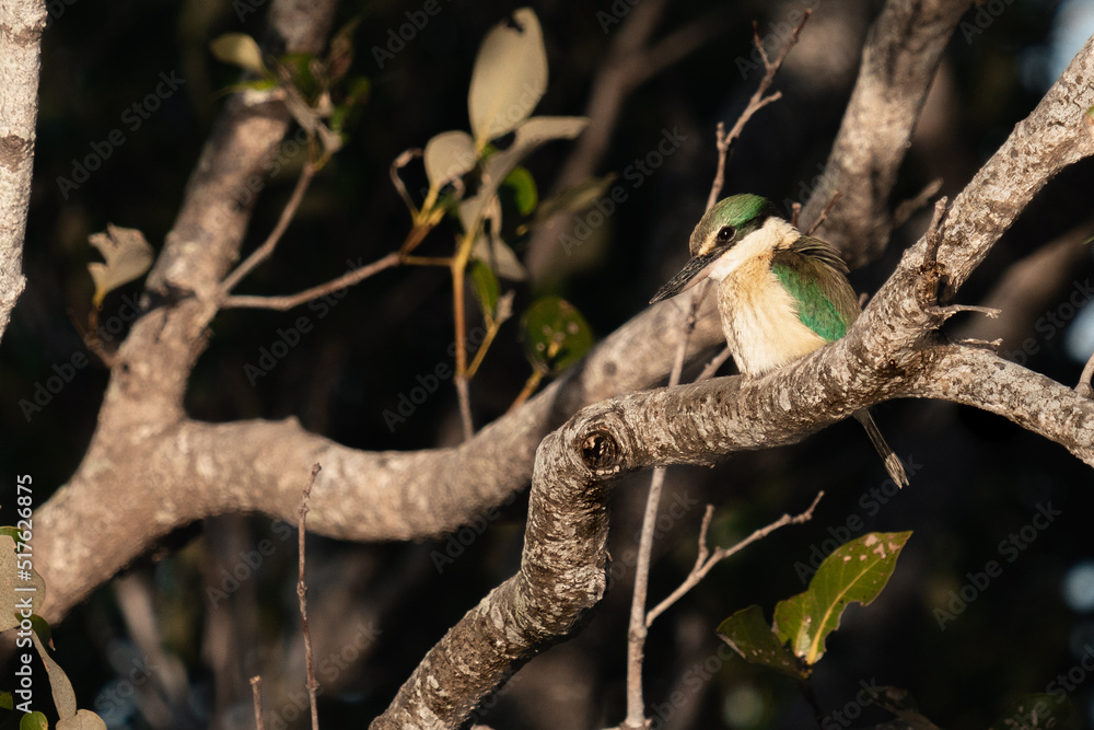 yellow billed kingfisher on tree branch