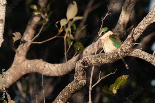 yellow billed kingfisher on tree branch