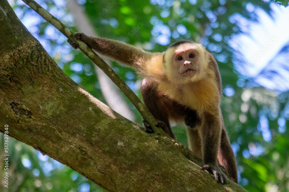 white tailed macaque white tailed macaque