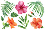 Hibiscus set, isolated white background, watercolor illustration, tropical flower and palm leaves