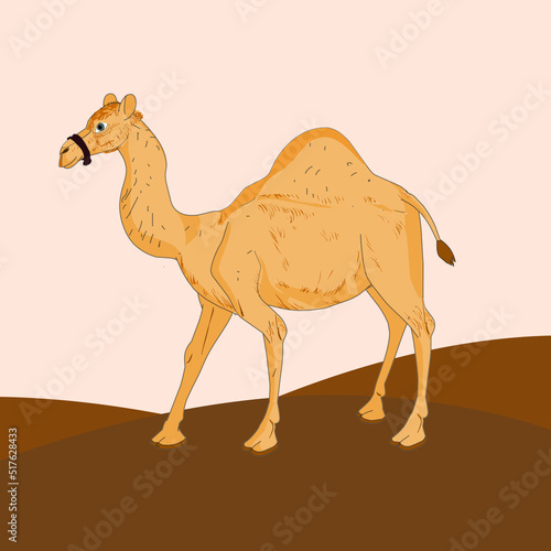 Cute camel cartoon Vector illustration