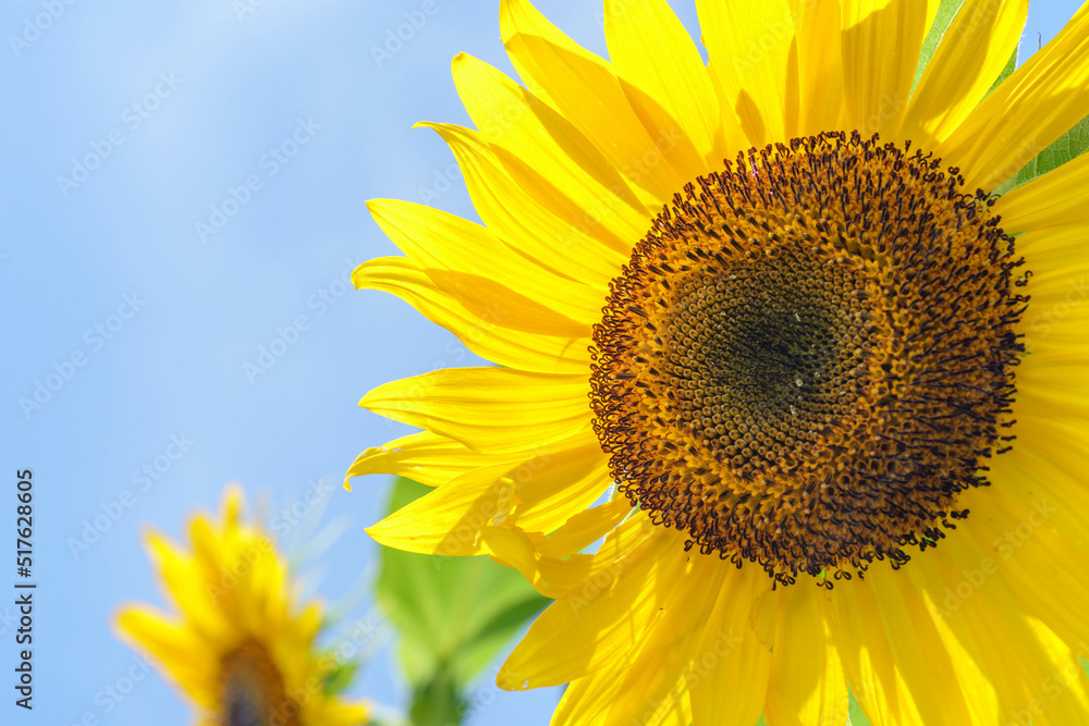 Fototapeta premium ひまわり