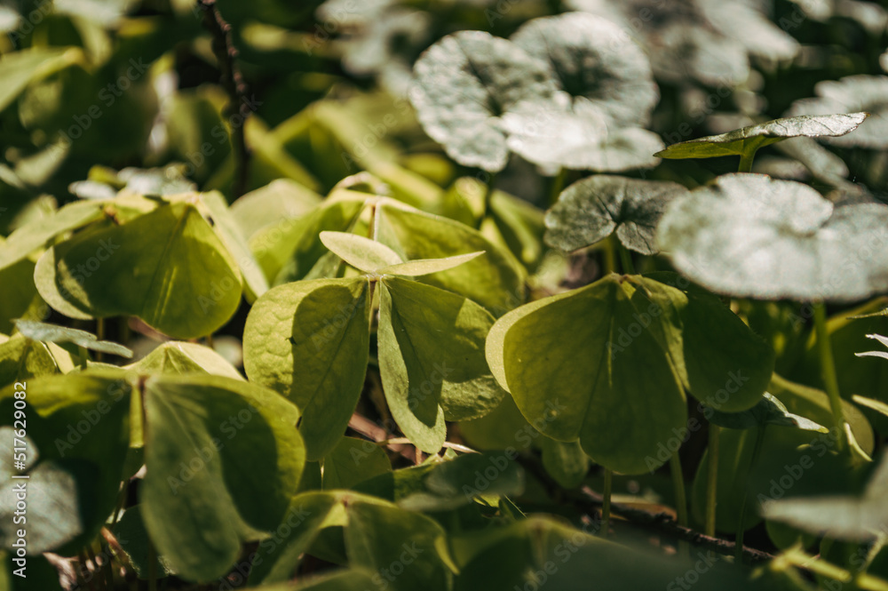 Fototapeta premium Nature background from green leaves Summer grass wallpaper