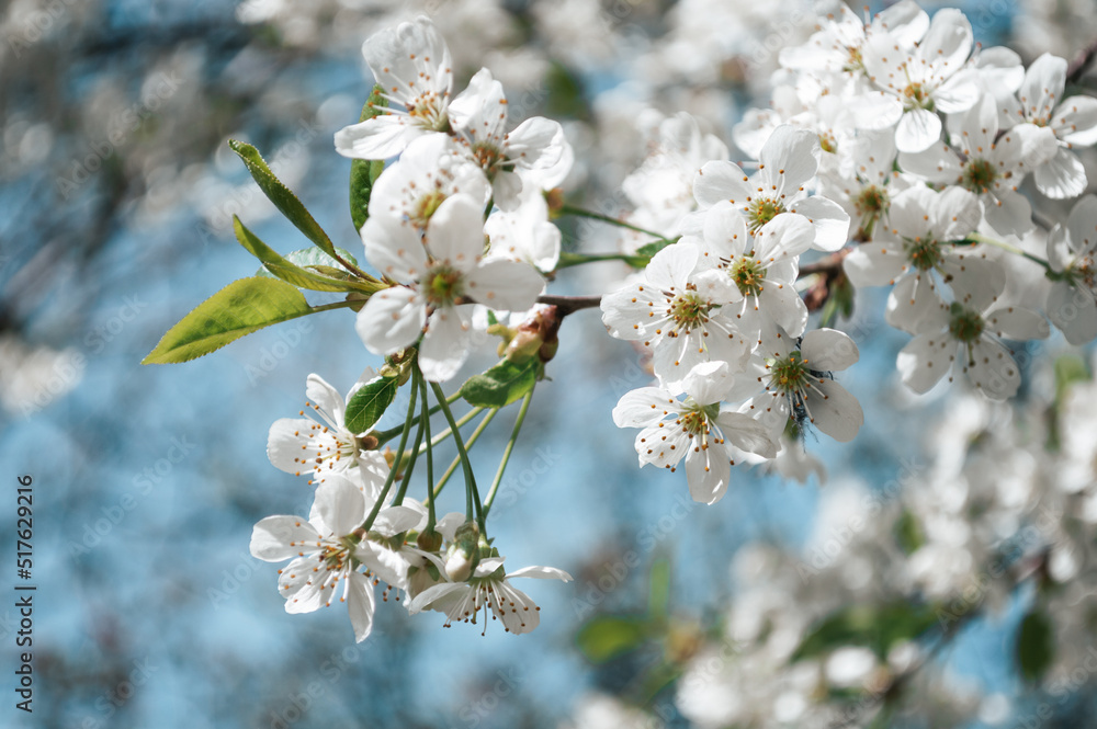 Obraz premium White flowers on a branch of tree Macro photo of spring
