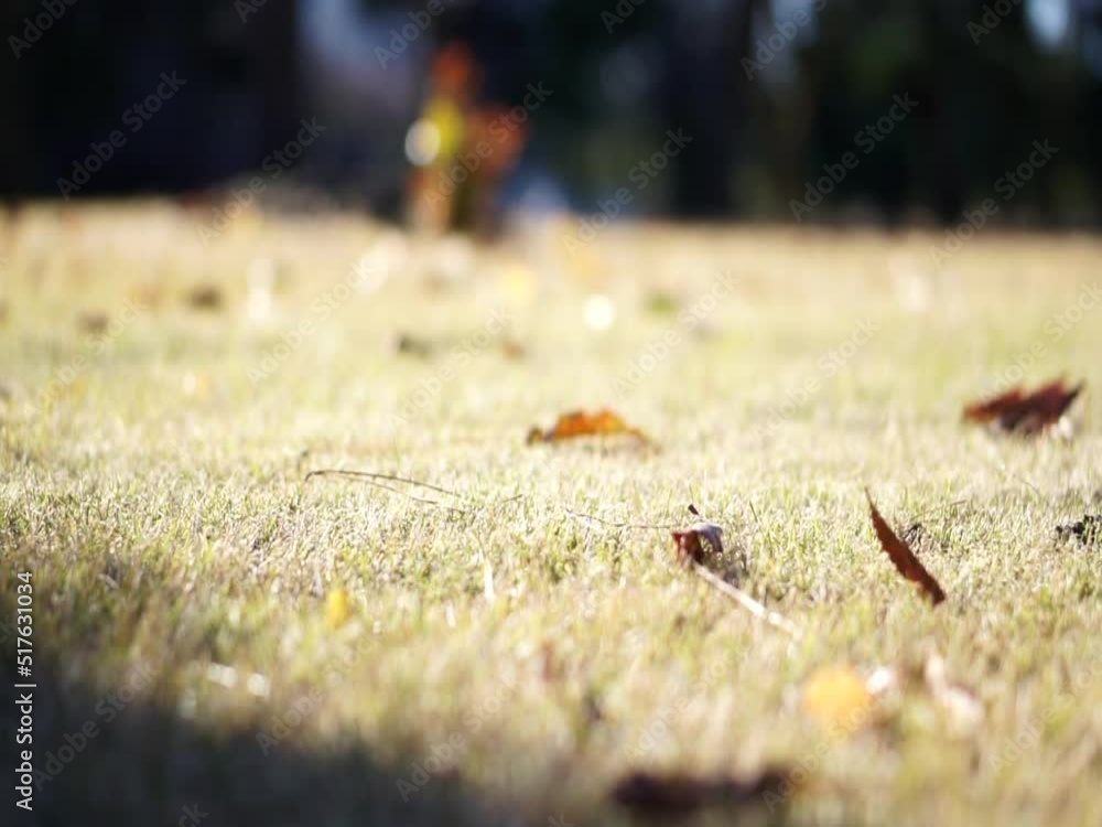 Windy Autumn season dry grass and leaf fall on park garden warm sun hitting the ground Windy Autumn season dry grass and leaf fall on park garden warm sun hitting the ground