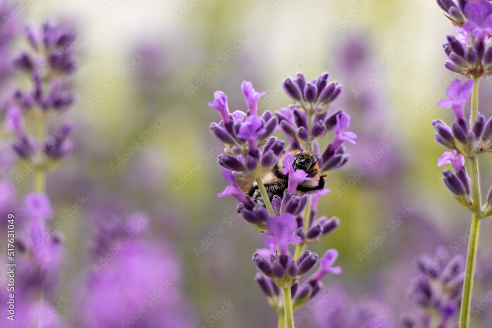 Obraz premium close up of lavender