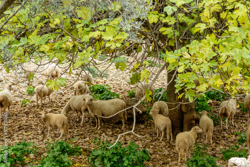 sheep, ,Comellar des Horts, Caimari, Mallorca, balearic islands, spain, europe photo