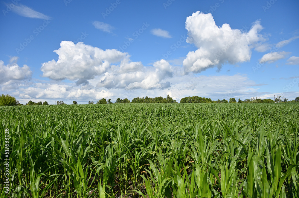 corn crops in an agricultural field corn crops in an agricultural field