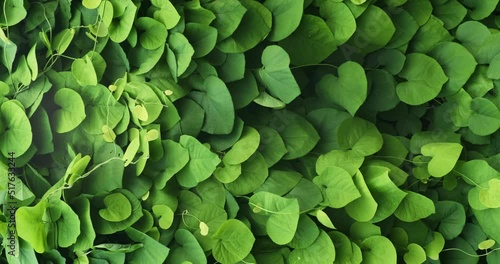 Vertical Screen green leaves background 4k footage. Wall covered, curled bright green foliage in summer garden nature. Natural jungle plant pattern. Tropical leaf wind swaying. Beautiful fresh spring