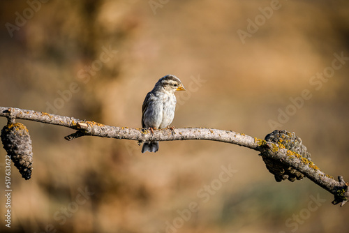 Petronia petronia - The howler sparrow is a species of passerine bird in the Passeridae family photo