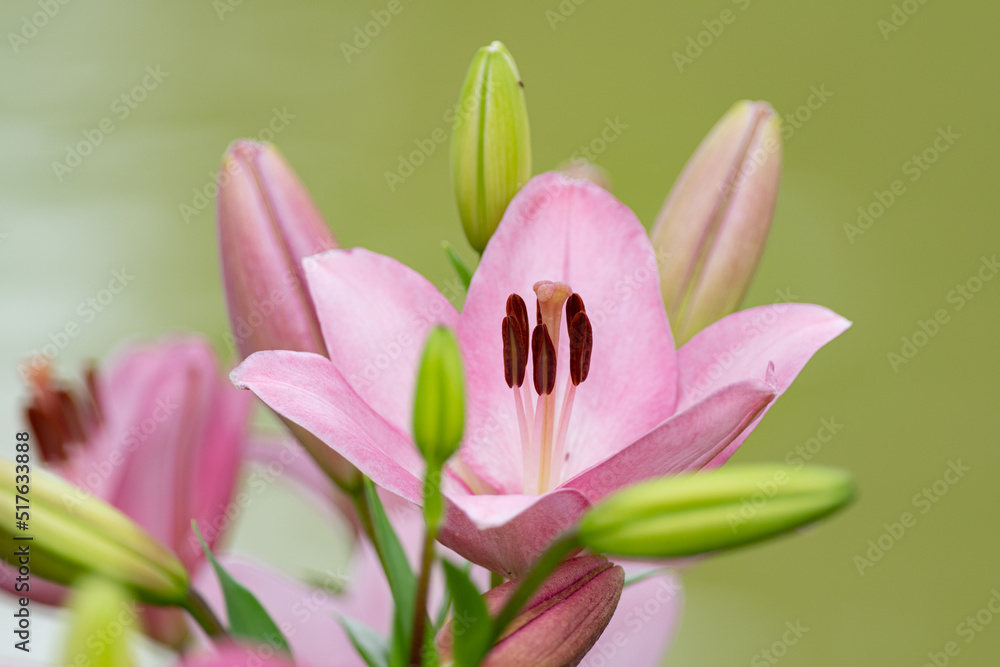 ピンク色の百合の花