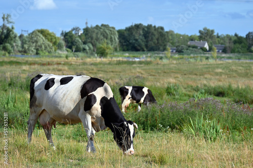 cows grazes in a meadow on a sunny day 