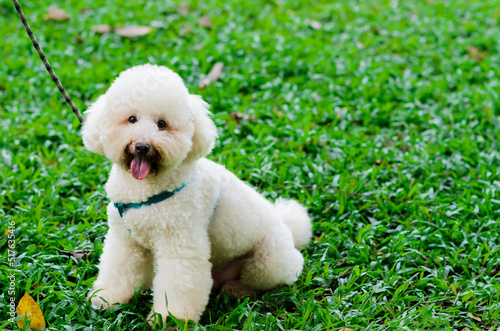 An adorable smiling white Poodle which in dog leash sitting on green grass while walking at the park.