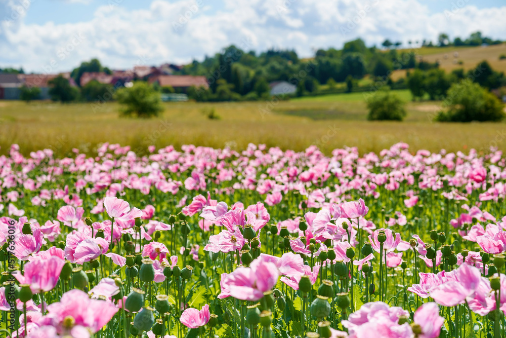 Panorama of a field of rose corn poppy. Beautiful landscape view on summer meadow. Germany. Panorama of a field of rose corn poppy. Beautiful landscape view on summer meadow. Germany.