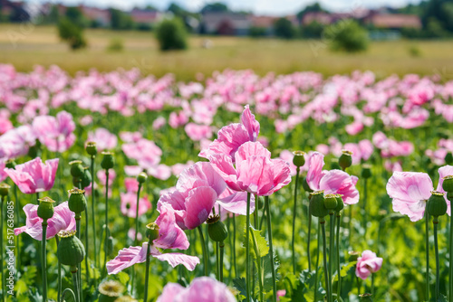 Panorama of a field of rose corn poppy. Beautiful landscape view on summer meadow. Germany.