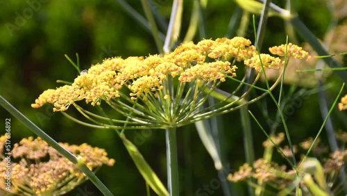 Fennel ,medicinal plant and spice with flowers in a closeup