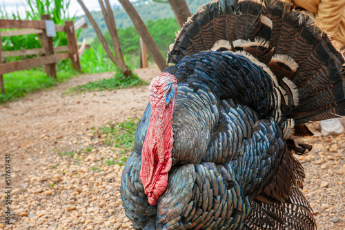 wild turkey walk on soil in country farm