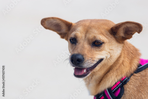 Face portrait of a friendly mixed-breed dog with happy smile isolated on a light background with empty space for text. Pet care and animals concept