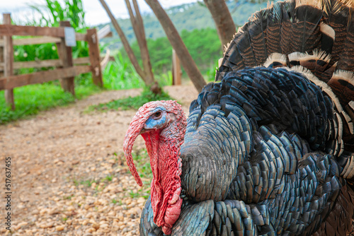 wild turkey walk on soil in country farm