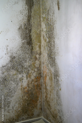 Fotografija Gray mold and fungus on the wall of the room, the effects of high and excessive humidity in the room