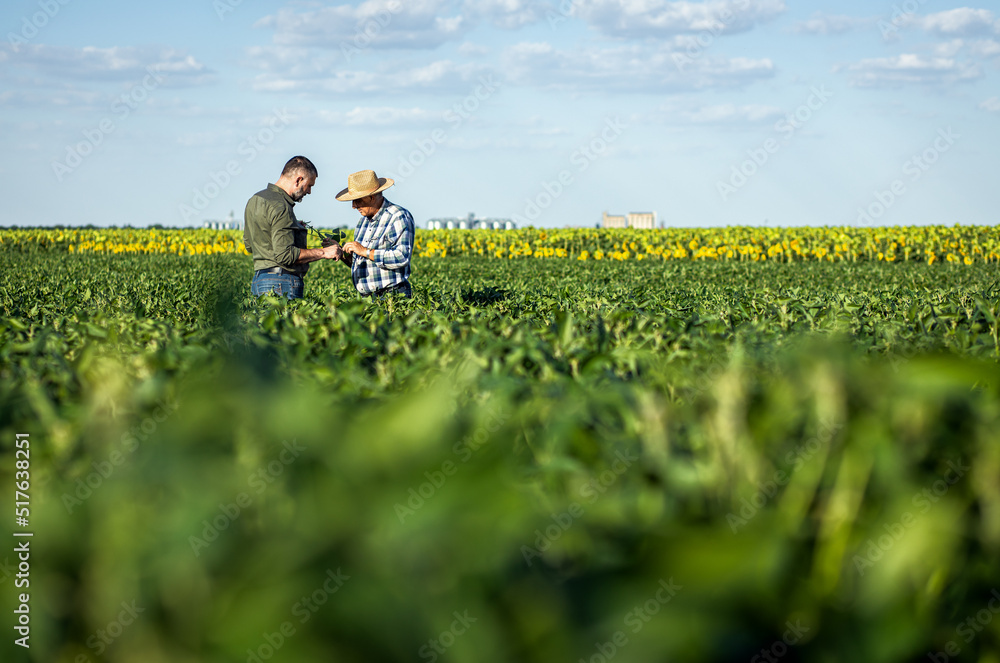 Two farmers in a field examining soy crop. Two farmers in a field examining soy crop.