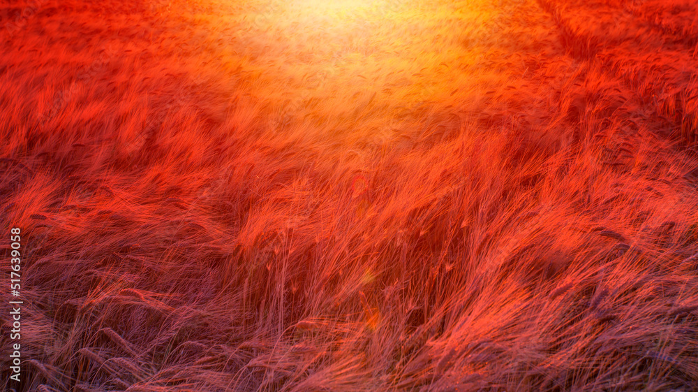 Fototapeta premium Beautiful landscape of sunset over wheat field at summer - Golden wheat in the field at sunset light. 