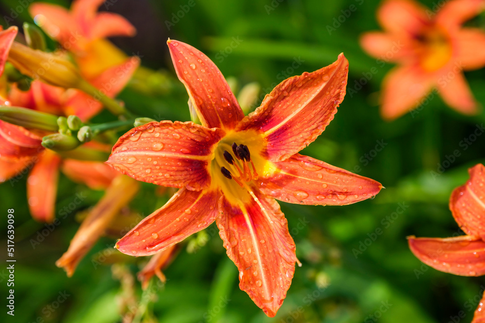 Beautiful lily after the rain