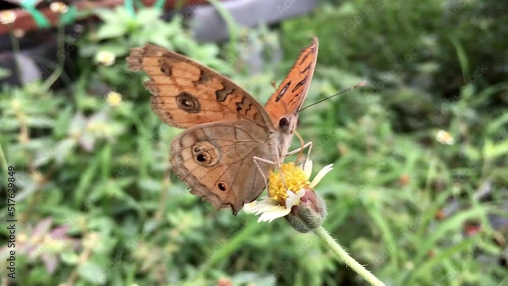 Beautiful butterfly Beautiful butterfly