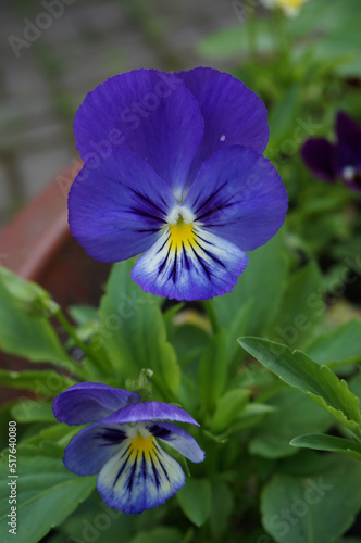  blue pansy close up in the garden