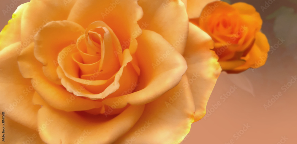 rose closeup, for background image slightly out of focus creamy rose on blurred background rose closeup, for background image slightly out of focus creamy rose on blurred background