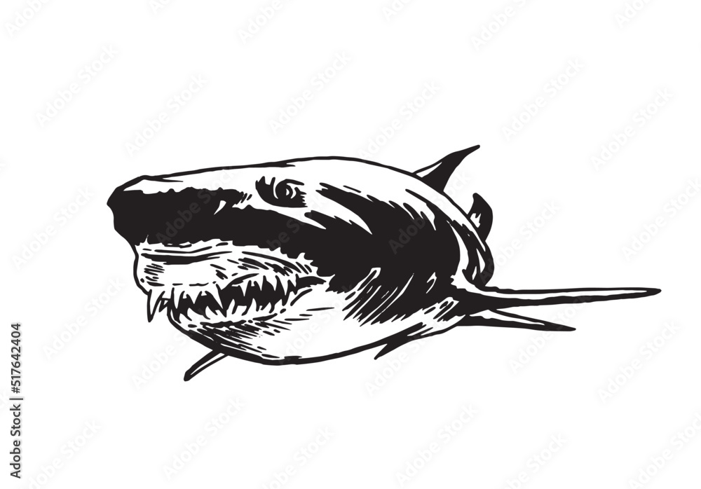 Graphical hand-drawn shark with sharp teeth isolated on white.Marine