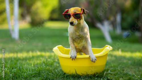 Jack russell terrier dog in sunglasses washes in a yellow basin outdoors.  © Михаил Решетников