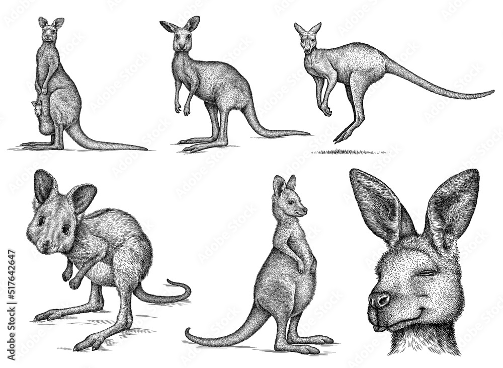 Fototapeta premium Vintage engrave isolated kangaroo set illustration ink sketch. Wild wallaby background art