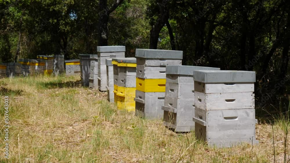 Row of bee hives in green forest. Honey beehives outdoors on nature, Provence France. Beekeeping or apiculture. Row of bee hives in green forest. Honey beehives outdoors on nature, Provence France. Beekeeping or apiculture.