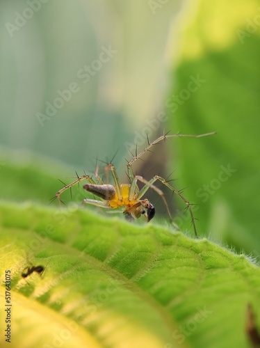 Striped lynx spider © Md