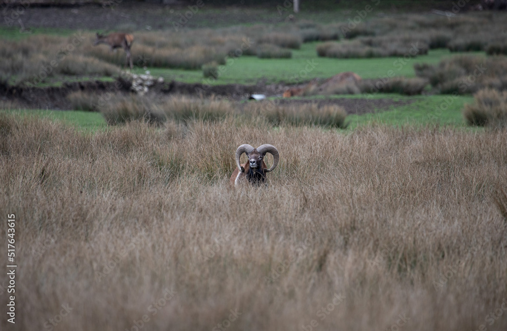 Fototapeta premium Mufflon hidden in High Grass