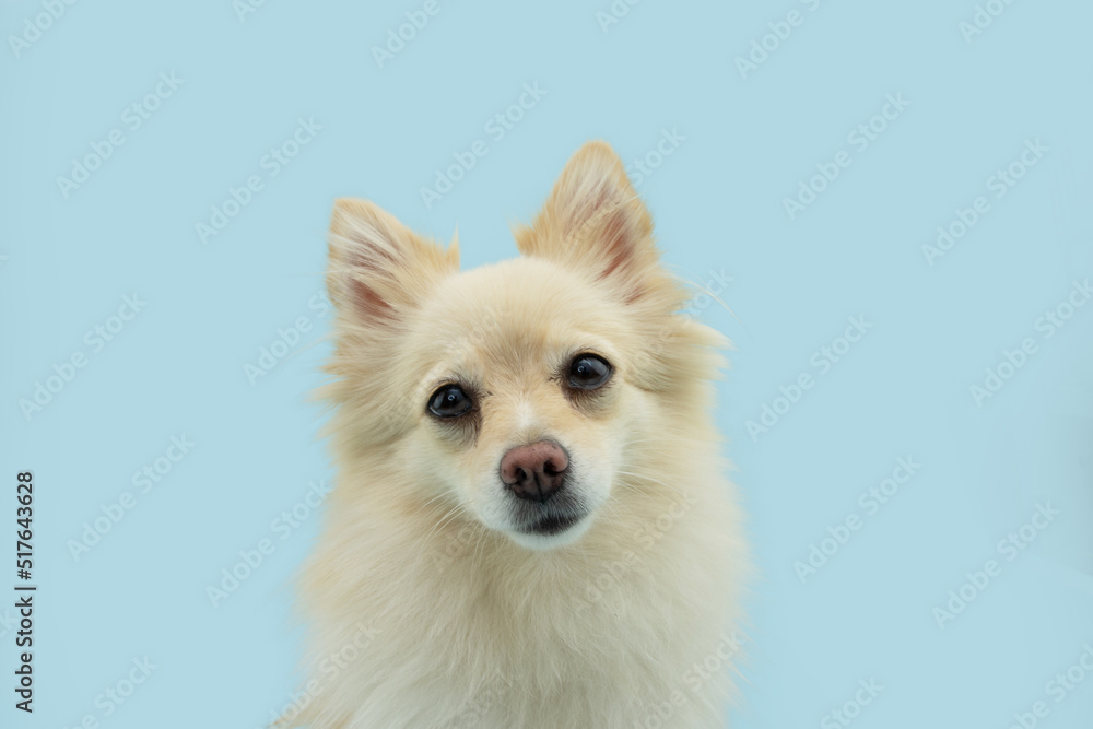 Portrait cute pomeranian dog looking at camera. Isolated on blue pastel background Portrait cute pomeranian dog looking at camera. Isolated on blue pastel background
