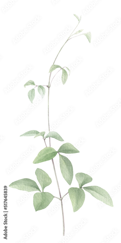 A tender clematis branch with green leaves hand drawn in watercolor isolated on a white background. Watercolor illustration. Watercolor floral element. A tender clematis branch with green leaves hand drawn in watercolor isolated on a white background. Watercolor illustration. Watercolor floral element.