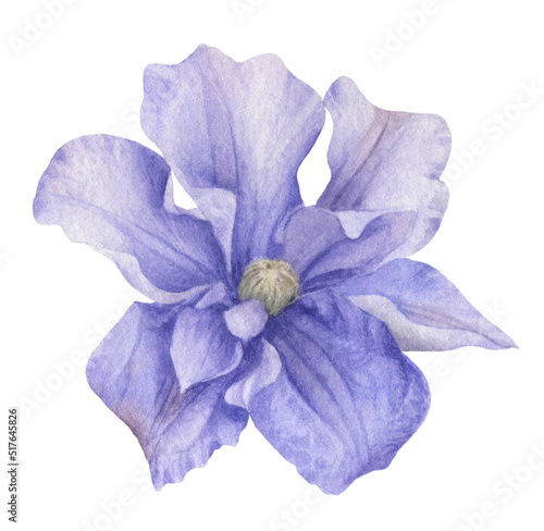 A blue clematis flower hand drawn in watercolor isolated on a white background. Watercolor illustration. Watercolor floral element.