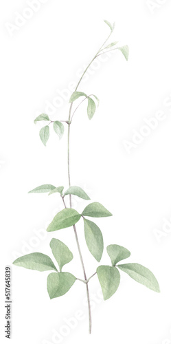 A tender clematis branch with green leaves hand drawn in watercolor isolated on a white background. Watercolor illustration. Watercolor floral element.